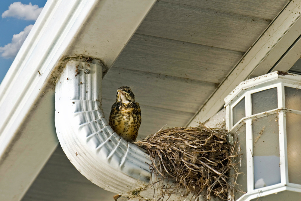 bird nesting control